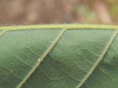 swamp chestnut oak