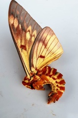 Citheronia bellavista image