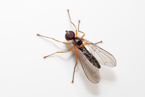 Nephrocerus scutellatus