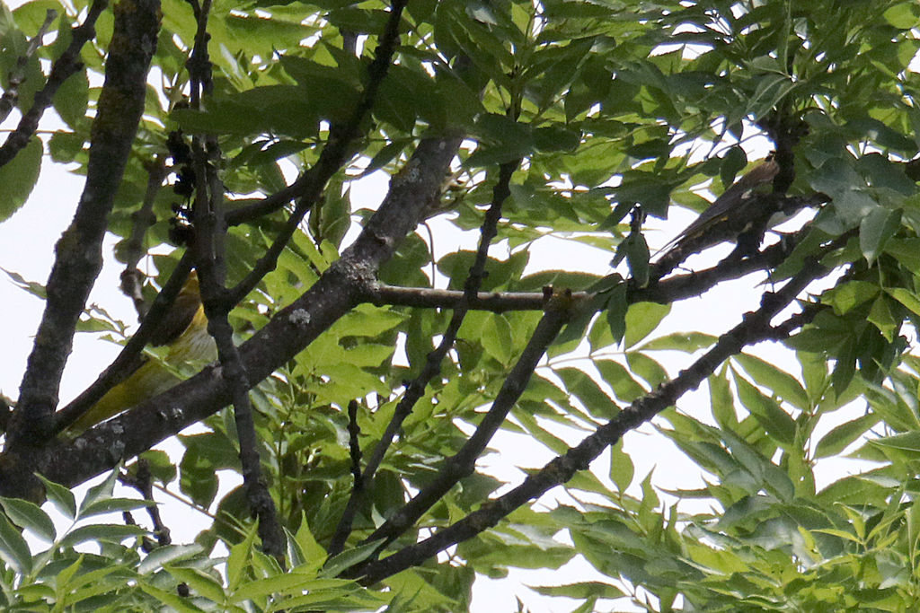 Eurasian Golden Oriole from Leibnitz, Österreich on June 19, 2020 at 12
