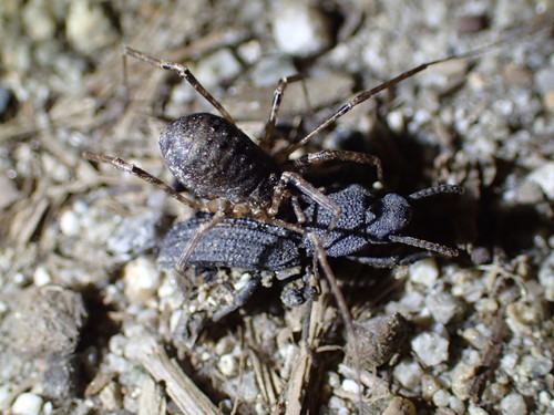 iNaturalist observation photo of Protolophus