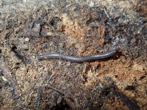 iNaturalist observation photo of Parajulid Millipedes