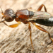 Elachiptera brevipennis - Photo (c) gernotkunz, כל הזכויות שמורות, הועלה על ידי gernotkunz