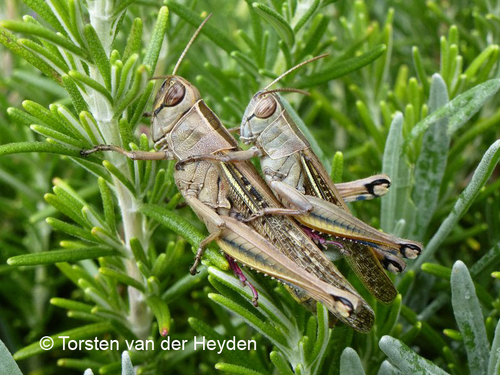 Lamenting Grasshopper