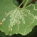 Phyllocnistis vitifoliella - Photo (c) Will Sweet, all rights reserved, uploaded by Will Sweet