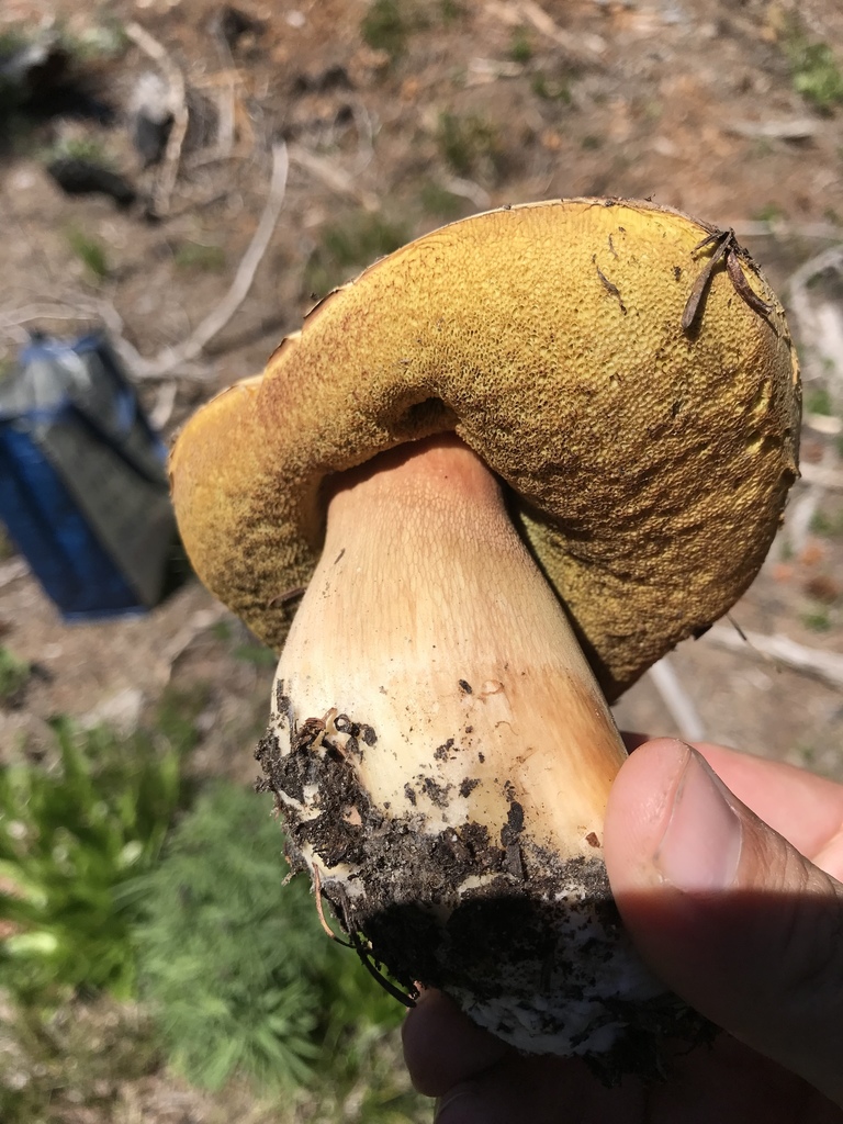 Spring King Bolete from OkanoganWenatchee National Forest, Naches, WA
