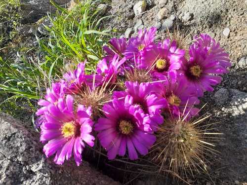 Echinocereus occidentalis