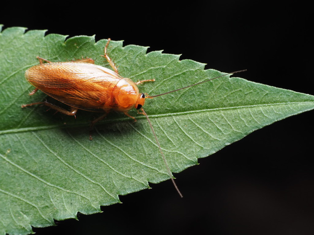 Tawny Cockroach from Tung Chung, Hong Kong on June 20, 2020 at 07:52 PM ...