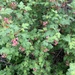 Ribes montigenum - Photo (c) Jennifer Ballard, todos los derechos reservados, uploaded by Jennifer Ballard