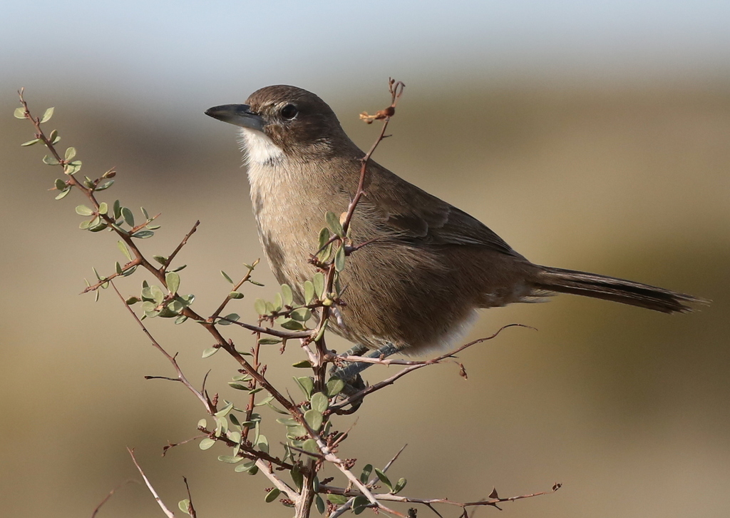 White-throated Cacholote photo