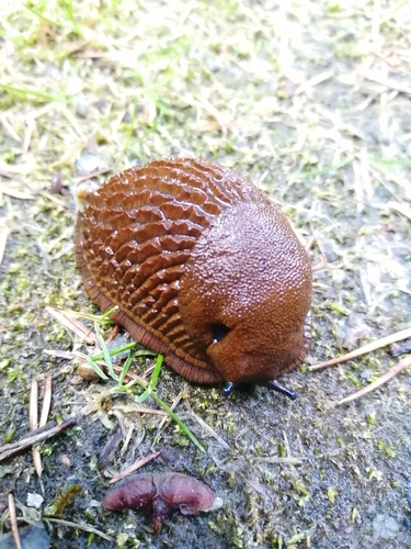 Ispaninis arionas nuotrauka