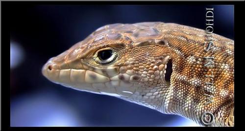 Bosc’s Fringe-toed lizard