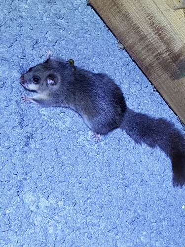 European Fat Dormouse