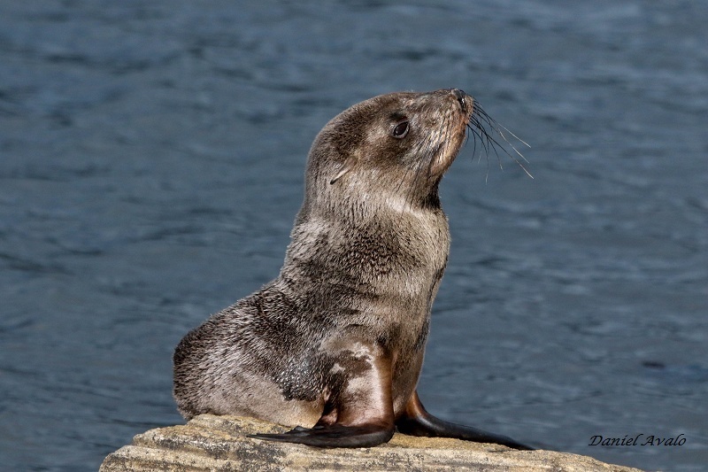 Lobo Marino de Dos Pelos (Arctocephalus australis) · iNaturalist Chile