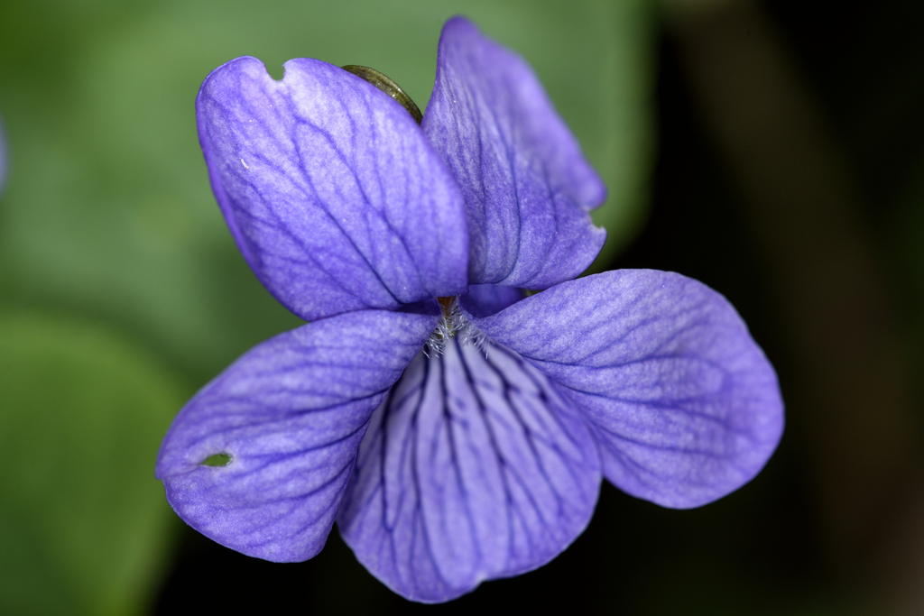 alaska violet (Viola langsdorffii) · iNaturalist