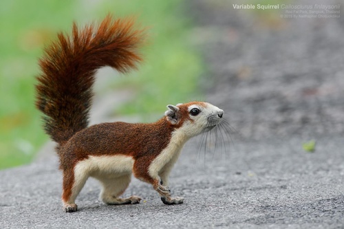 Pallas' Squirrel (Callosciurus erythraeus) · iNaturalist