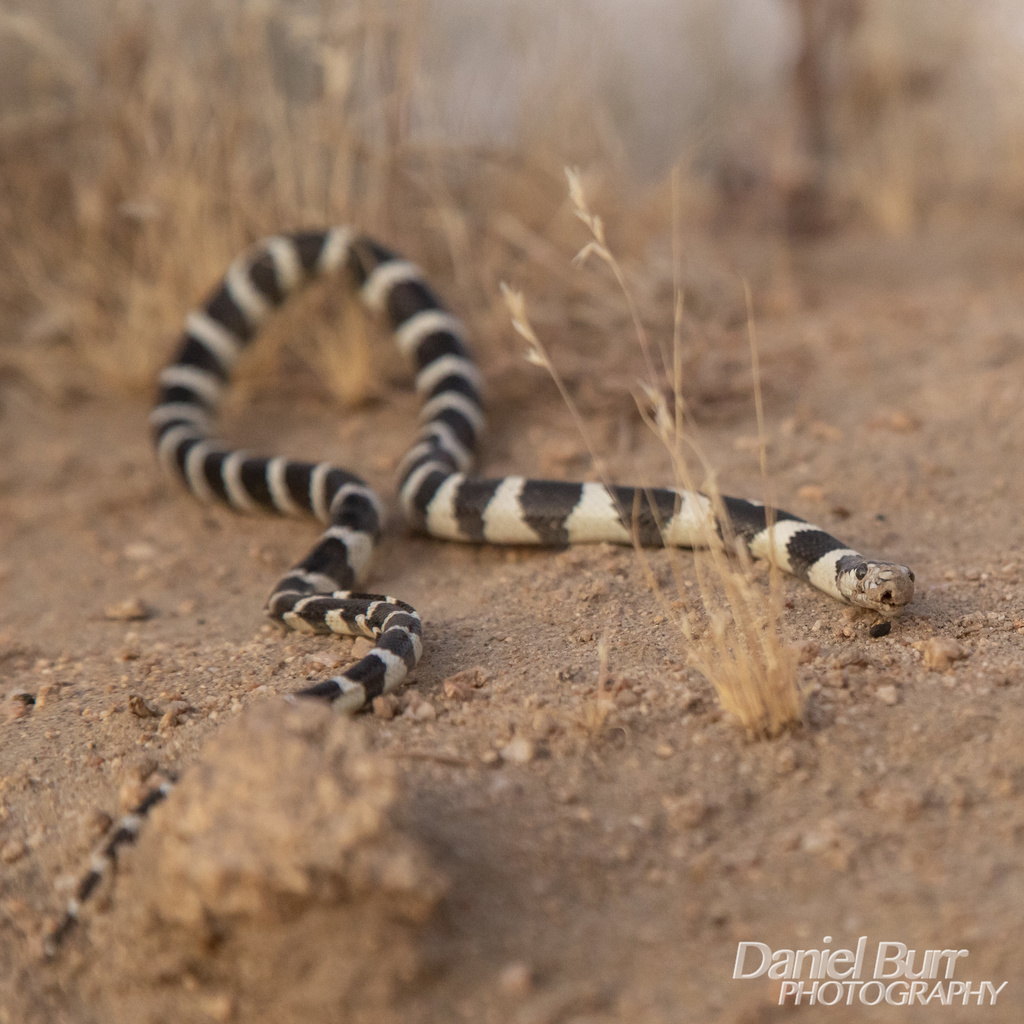 Yucca Snake California King Snake from La Contenta Rd, Yucca Valley, CA, US on June ...