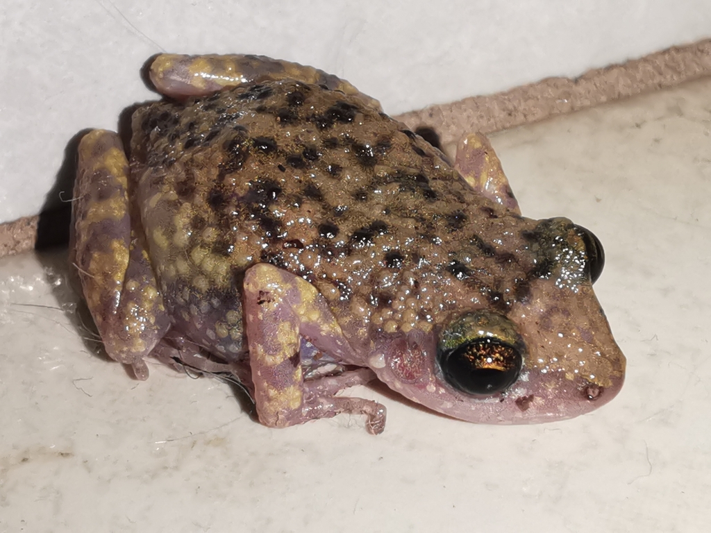 Spotted Chirping Frog (Eleutherodactylus guttilatus)
