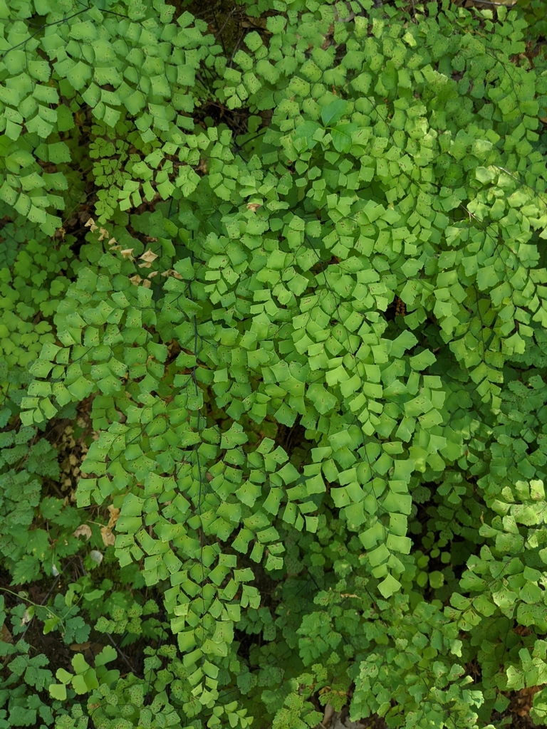 Culantrillo