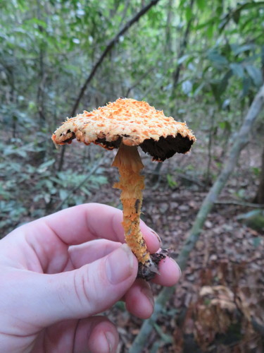 scaly tangerine mushroom