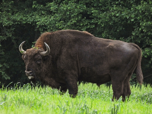 Bison (Genus Bison) · iNaturalist