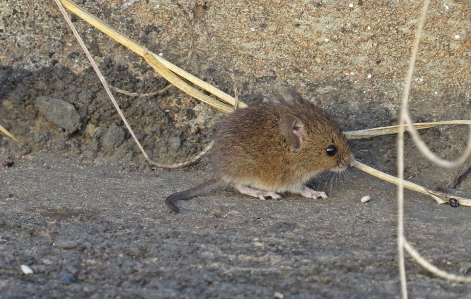 delicate vesper mouse (Calomys tener)