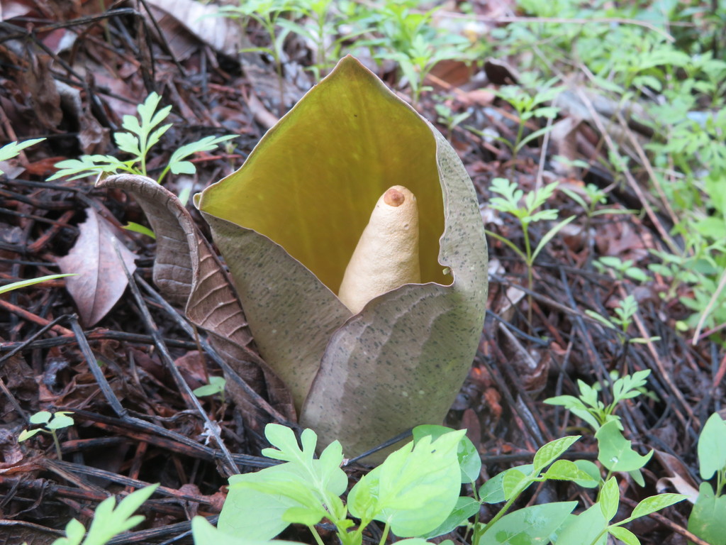 Amorphophallus scaber