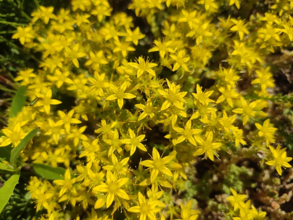 Biting stonecrop