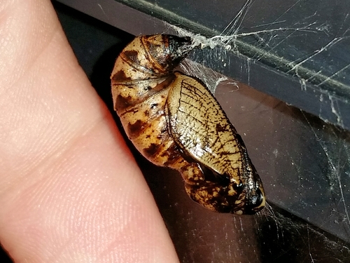Atlantis Fritillary