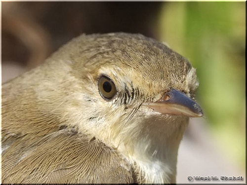 Eastern Olivaceous Warbler