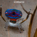 Jewelled Peacock Spider - Photo (c) Adam Brice, all rights reserved, uploaded by Adam Brice