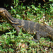 圓鼻巨蜥（印度尼西亞亞種） - Photo 由 Patrick  Campbell 所上傳的 (c) Patrick  Campbell，保留所有權利