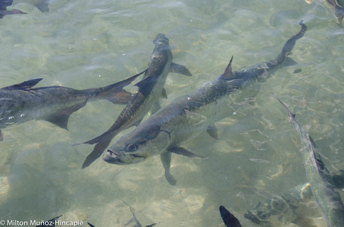 Atlantic Tarpon