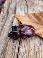 Strategus aloeus image