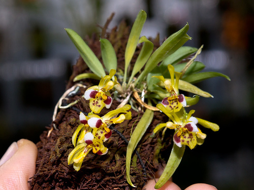 Chytroglossa