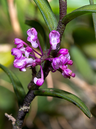 Cleisocentron klossii