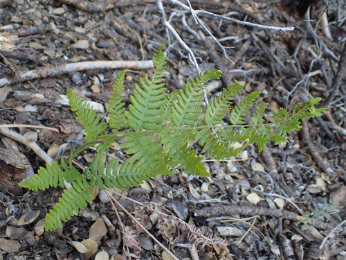iNaturalist observation photo of Hairy brackenfern