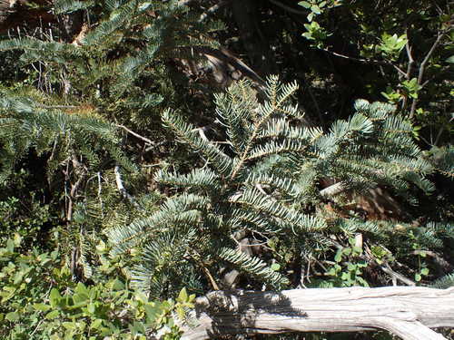 iNaturalist observation photo of white fir