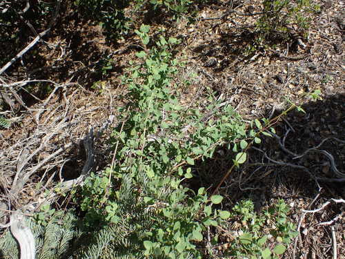 iNaturalist observation photo of Southern Honeysuckle