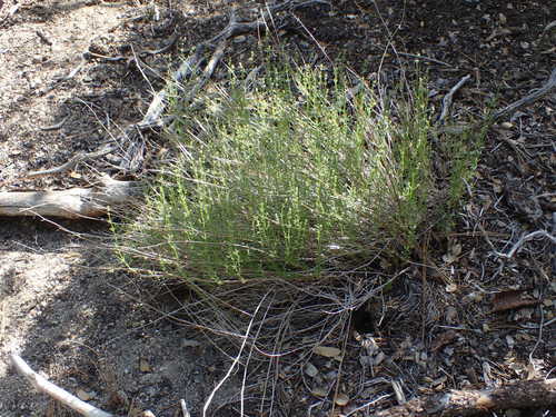 iNaturalist observation photo of Narrow-leaved Bedstraw