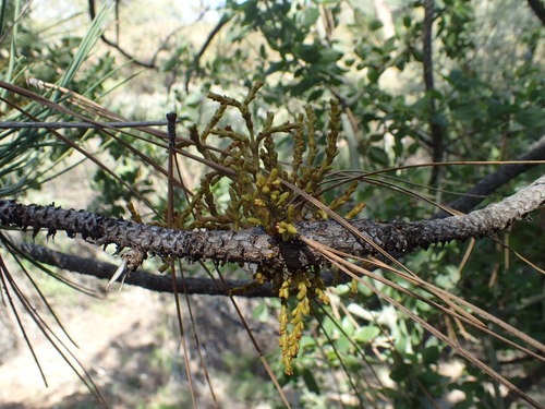 iNaturalist observation photo of Western Dwarf-Mistletoe