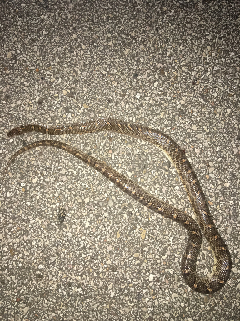 Texas Glossy Snake from 3626–4236 FM 3013 Rd, Sealy, TX, US on May 26 ...