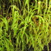 Acrocladium chlamydophyllum - Photo 由 Melissa Hutchison 所上傳的 (c) Melissa Hutchison，保留所有權利