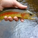 Golden Trout - Photo (c) Matthew Green, all rights reserved, uploaded by Matthew Green