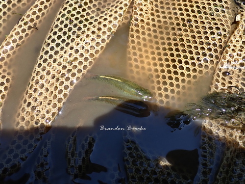 Plains Topminnow