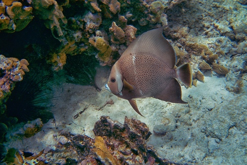 Grey Angelfish