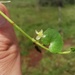 Ranunculus flagelliformis - Photo (c) Daniela Salazar Suaza, כל הזכויות שמורות, הועלה על ידי Daniela Salazar Suaza