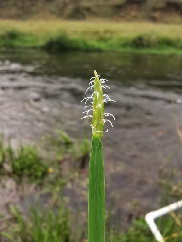Eleocharis acutangula (Eleocharis acutangula)