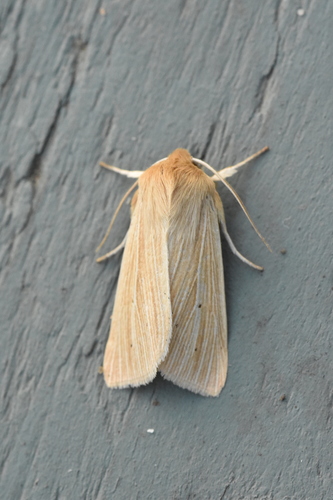 Common Wainscot