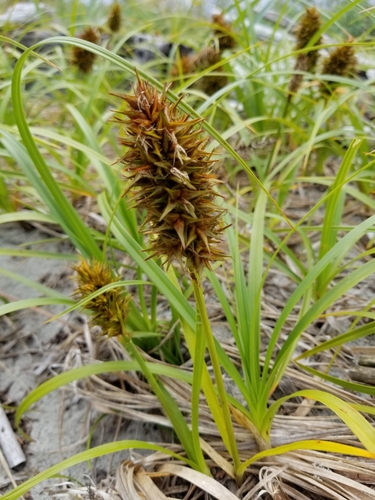 Carex macrocephala